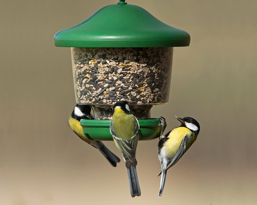 My Favourites Clinger Seed Feeder