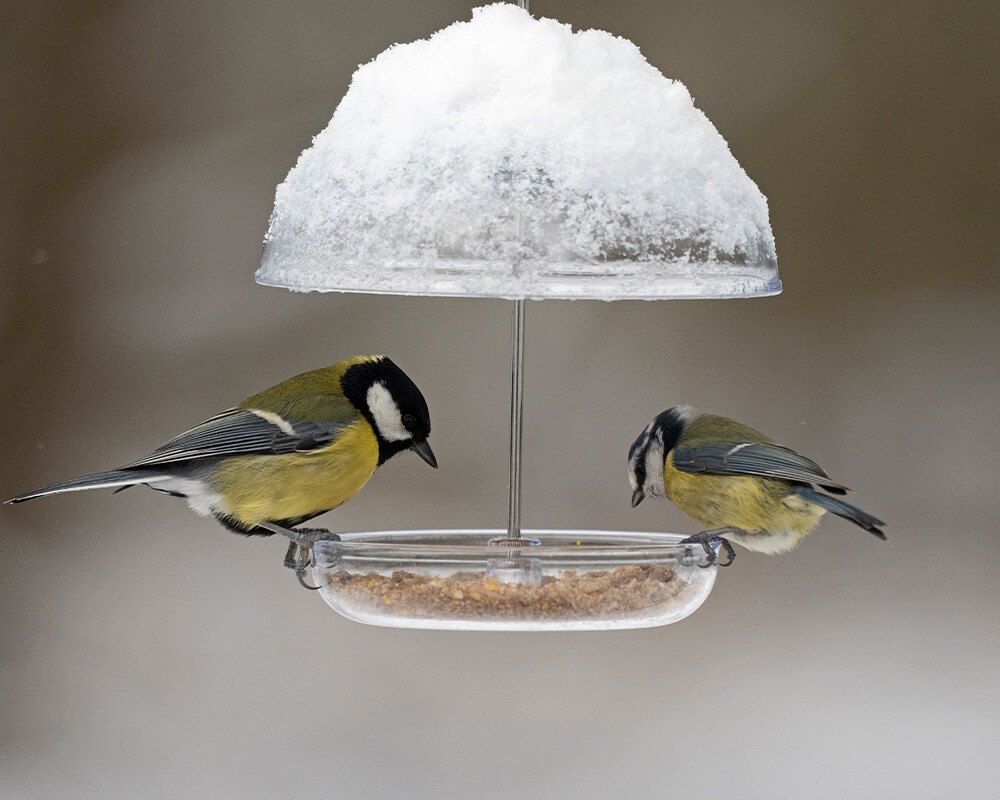 I Love Robins Pearl Feeder