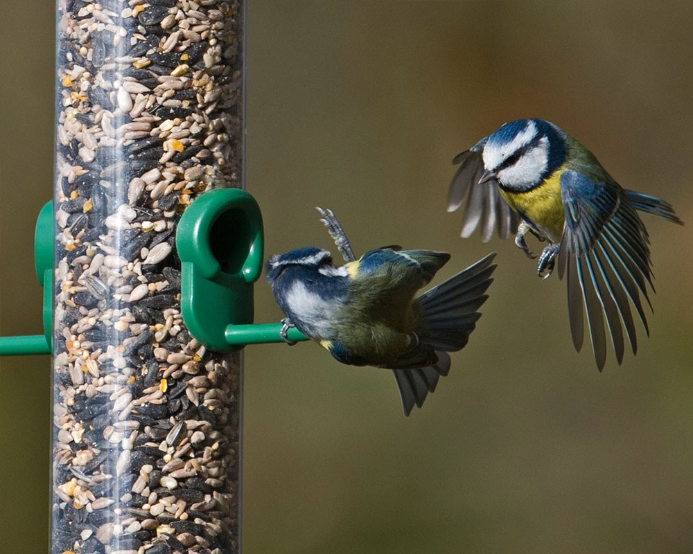 Ring-Pull Seed Feeder