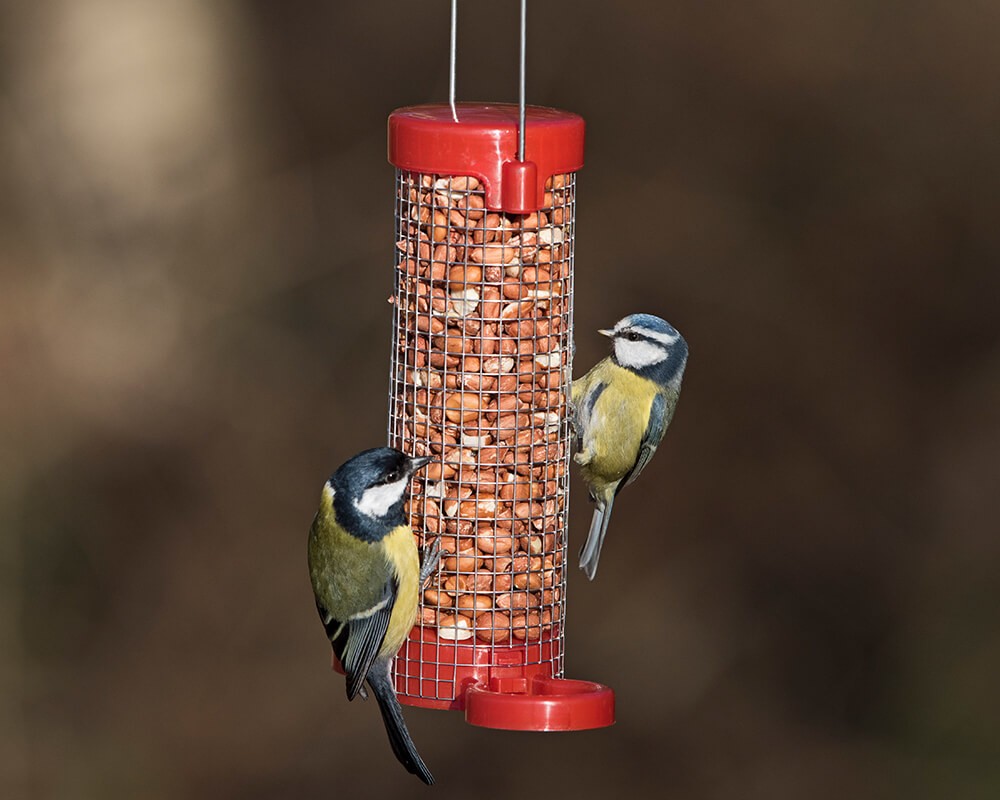Get Set Go! Peanut Feeder