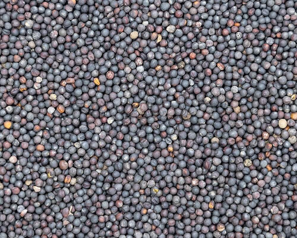 Black Rape Seed