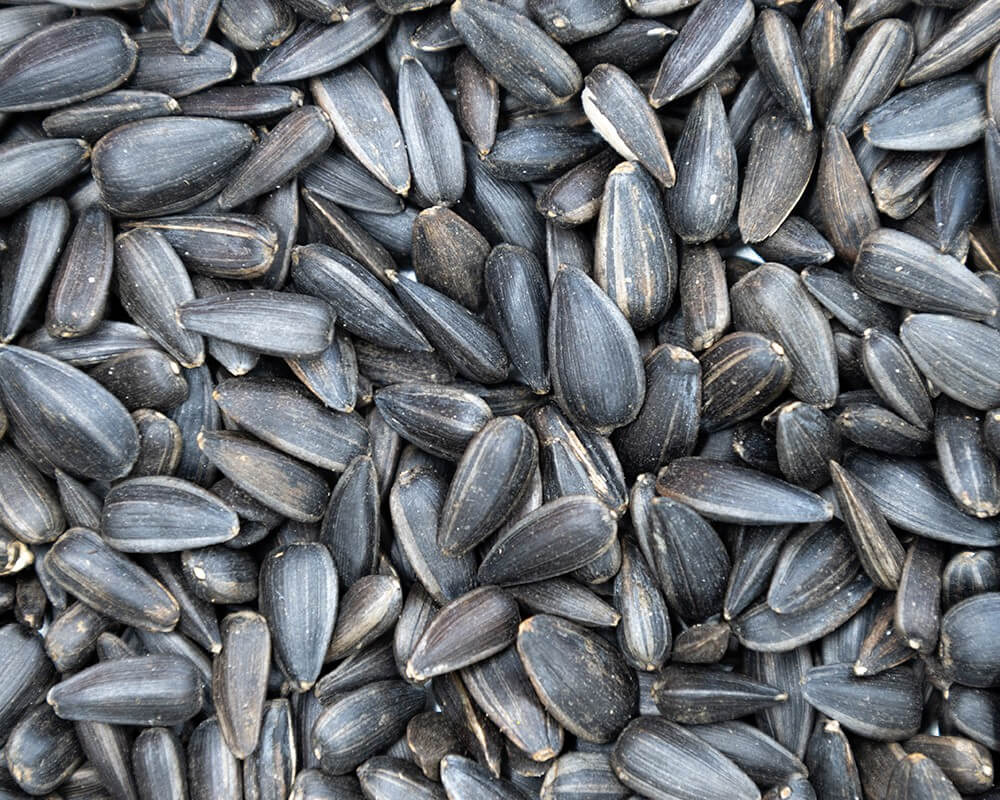 Black Sunflower Seeds