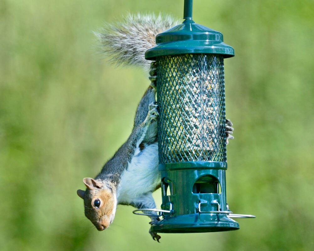Squirrel Buster Seed Feeder
