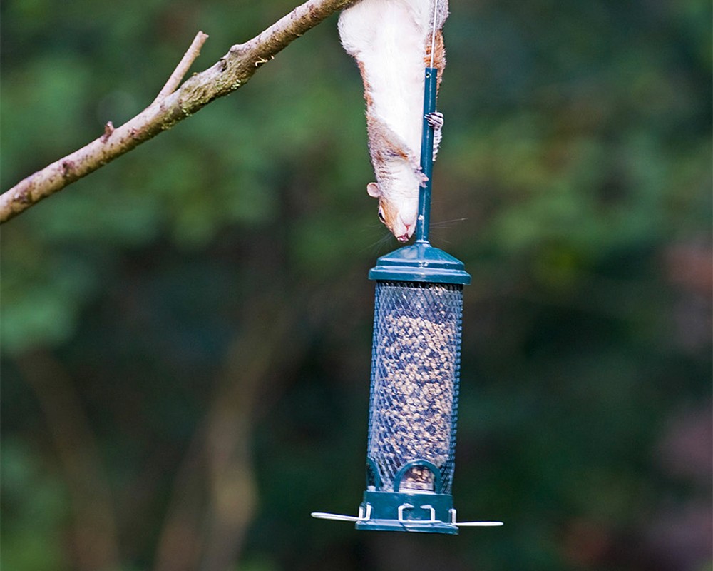 Squirrel Buster Mini Seed Feeder