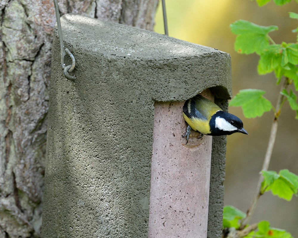 The Schwegler 1B Woodcrete Nestbox