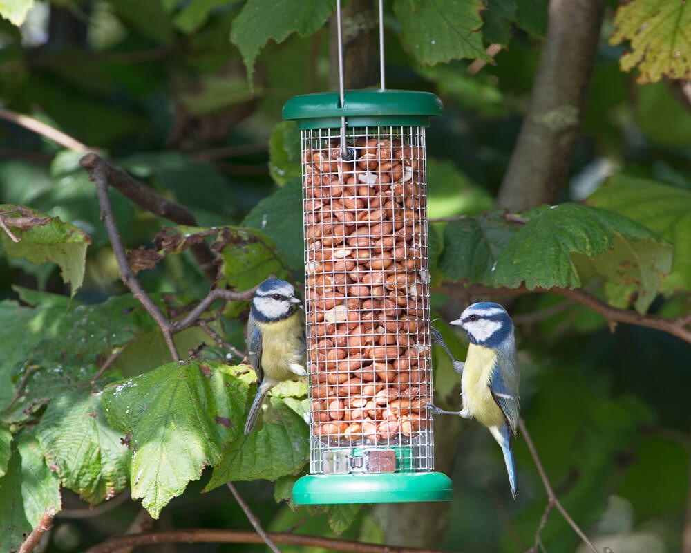 Ring-Pull Peanut Feeder