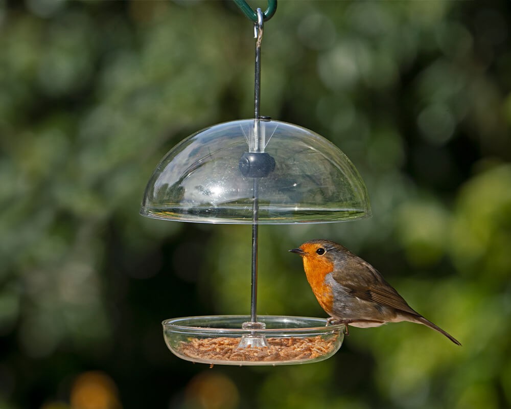 I Love Robins Pearl Feeder