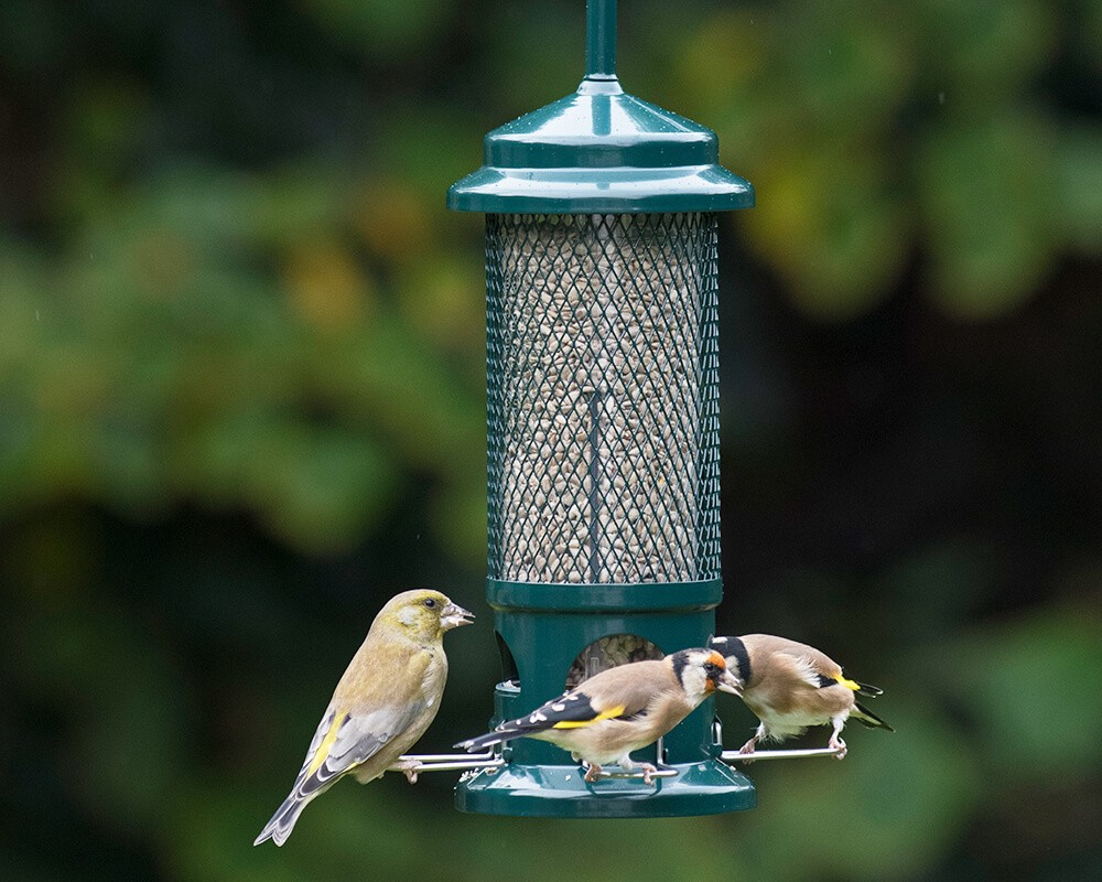 Squirrel Buster Seed Feeder