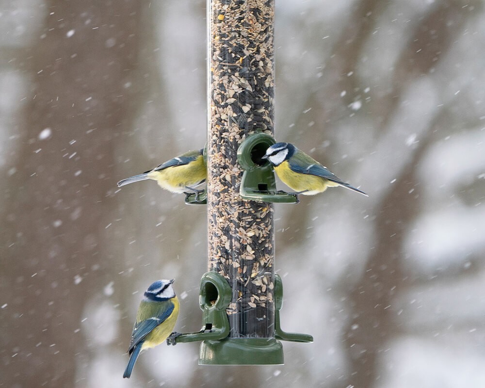 Ring-Pull Click Metal Seed Feeder