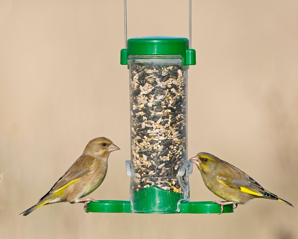 Get Set Go! Seed Feeder