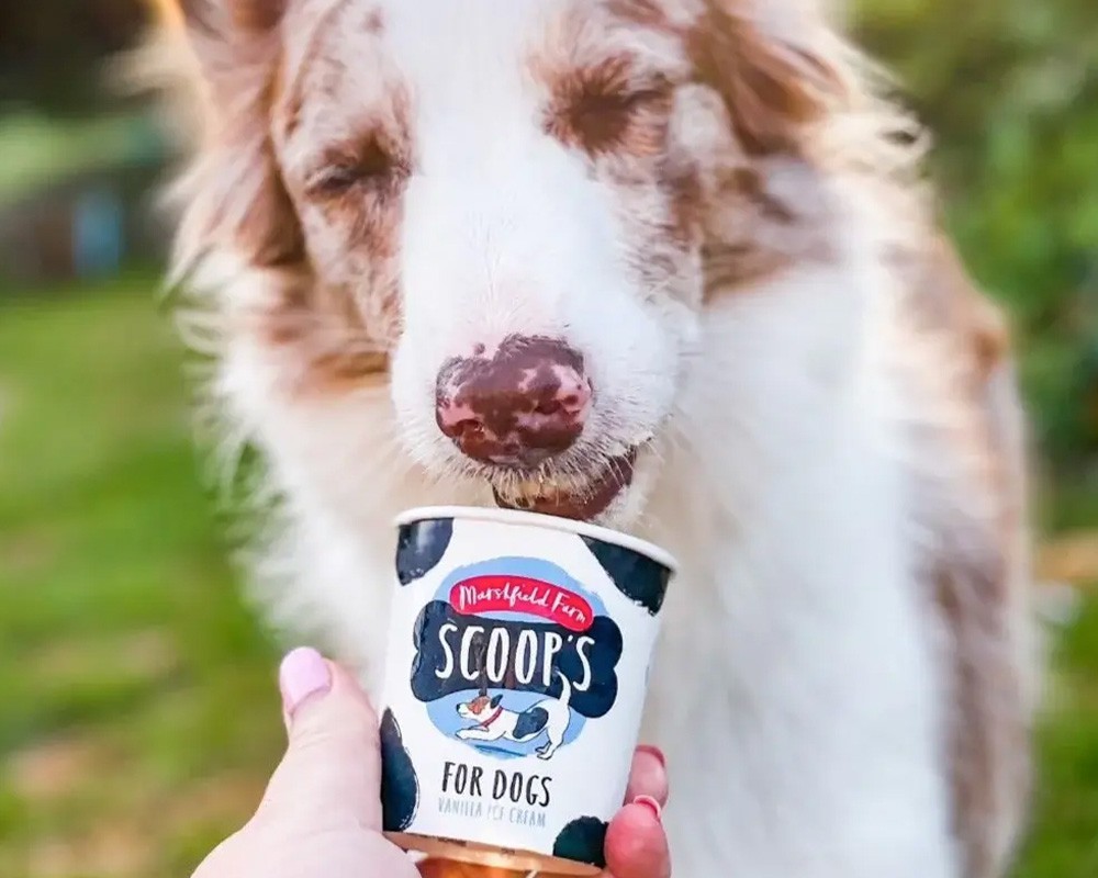 Scoops Vanilla Ice Cream for Dogs