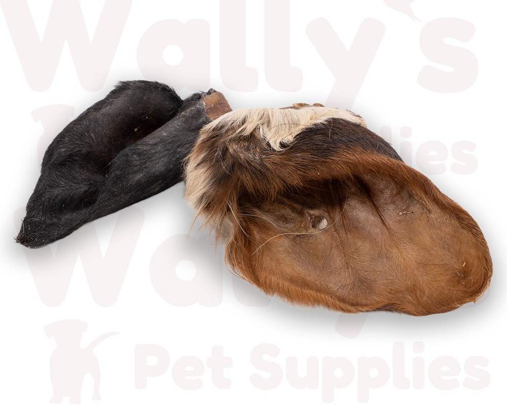 Cow Ears (Hairy)