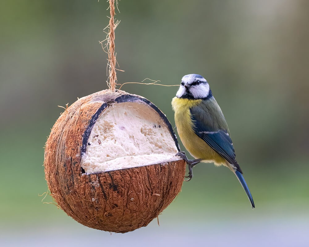 Whole Filled Suet Coconut