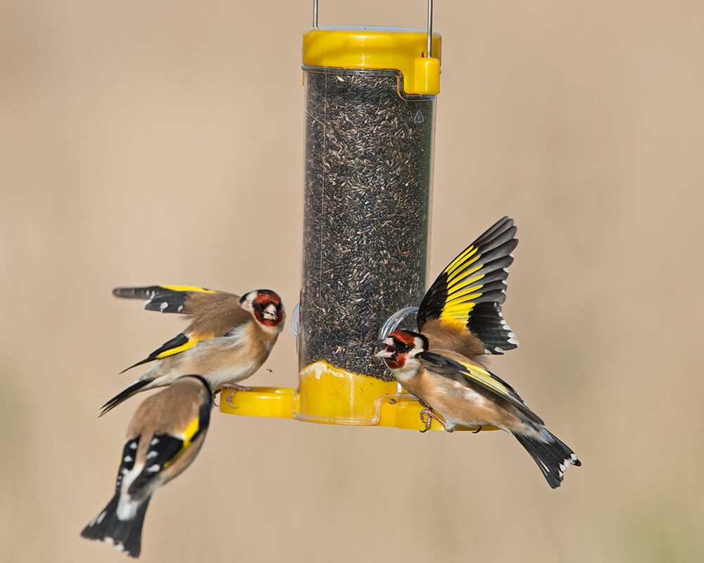 Get Set Go! Niger Feeder