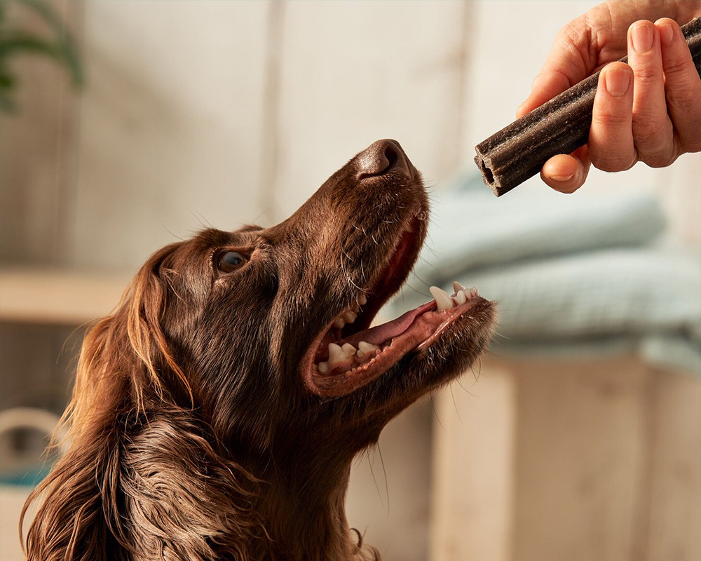Forthglade Dog Dental Sticks