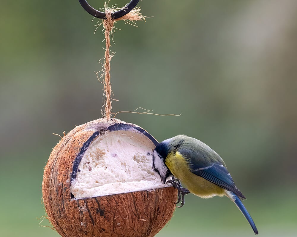 Whole Filled Suet Coconut