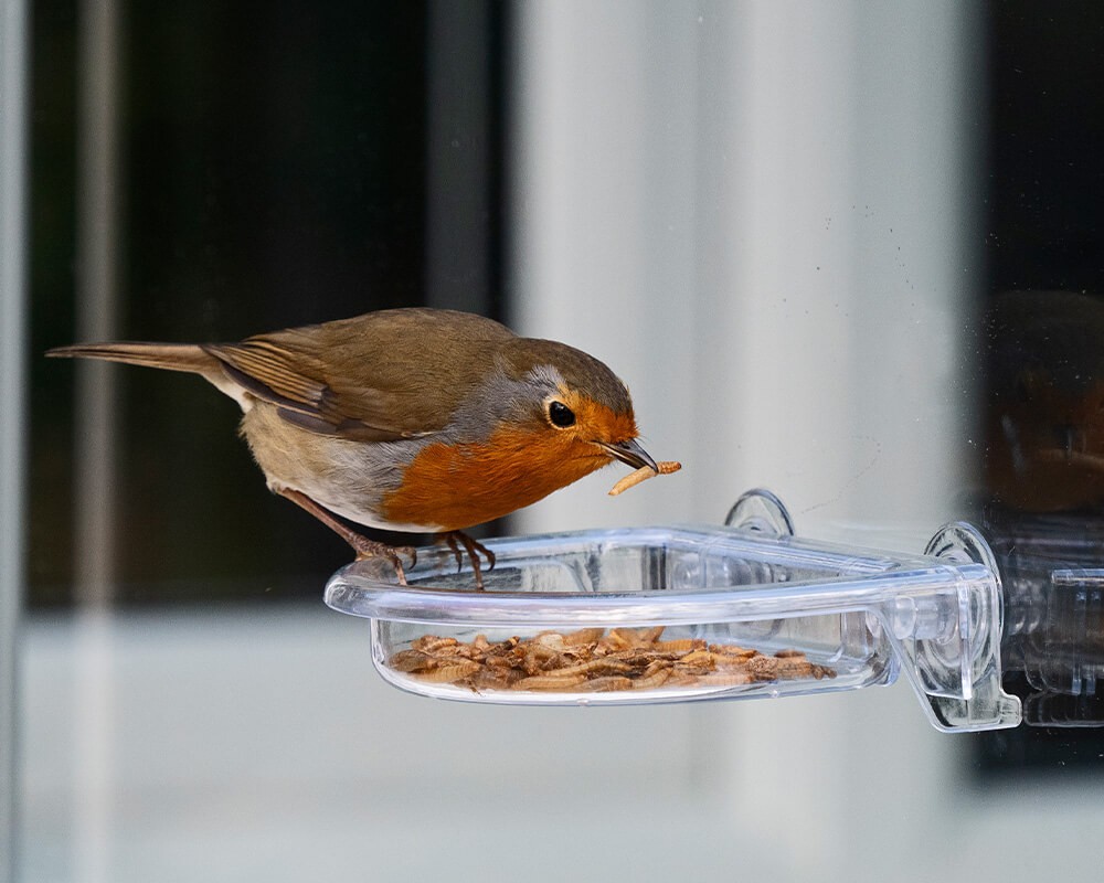 I Love Robins TreatTray Window Feeder