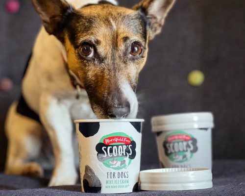 Dog Ice Cream
